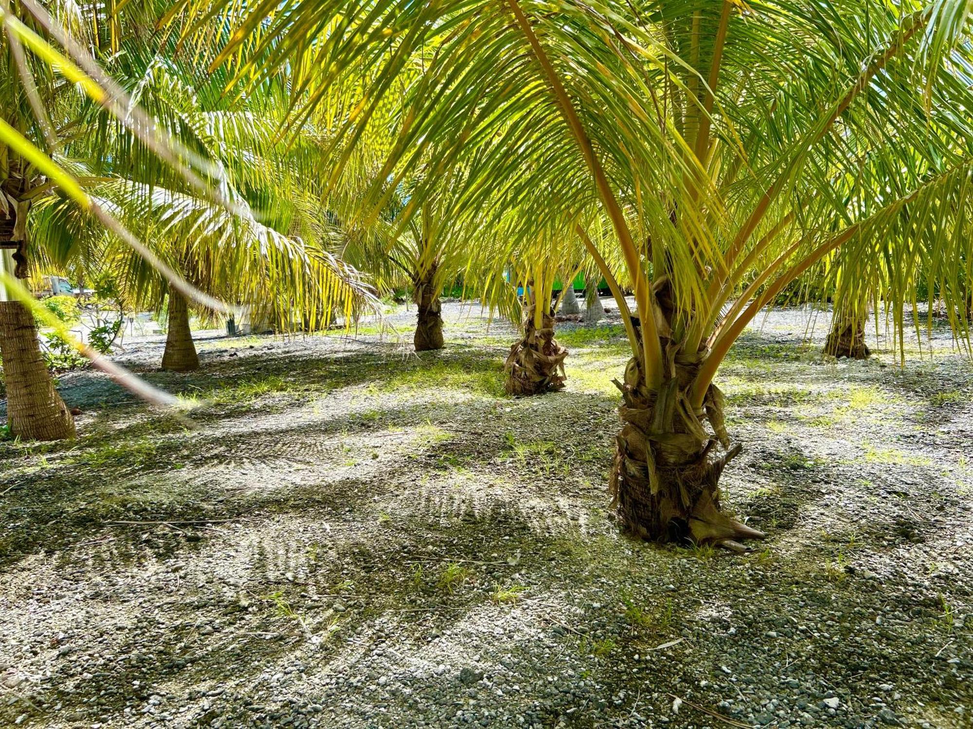 Rangiroa Bliss Hotel Tiputa Bagian luar foto